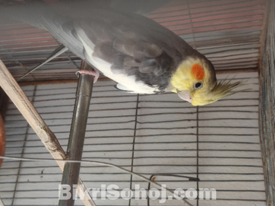 Cockatiel Male